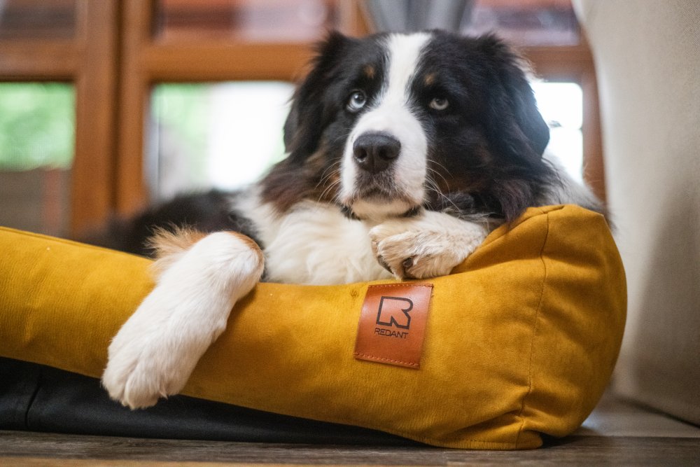 Spokojený pes s pelíškem REDANT