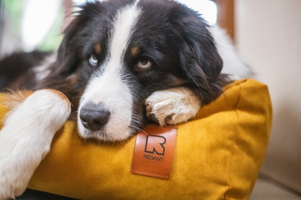 Ortopedický pelech pro psa REDANT