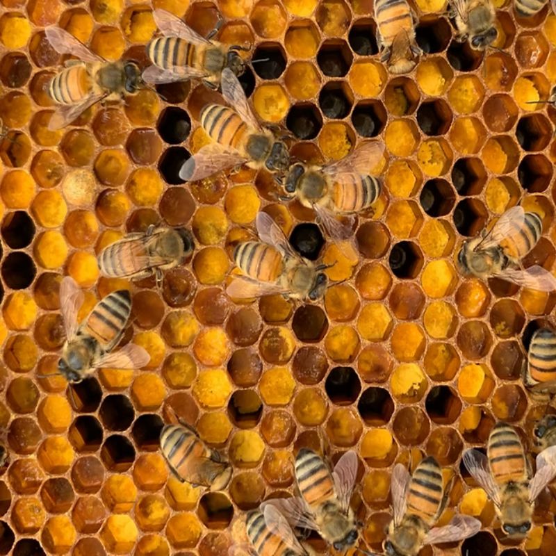 S vôňou medu – REDANT NATIVE