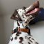 REDANT luxury black dog collar - Size: M, Version: Collar