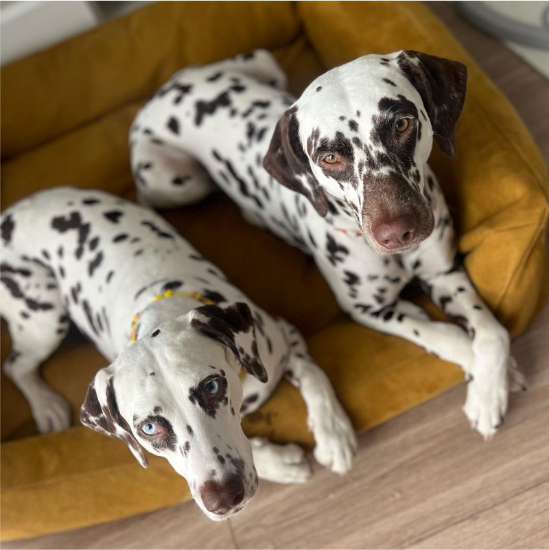 REDANT pelíšek pro psa s paměťovou pěnou DELUXE žlutý - Velikost: M