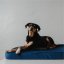 REDANT replacement cover for orthopedic bed ORTHOPEDIC VELVET blue - Size: L