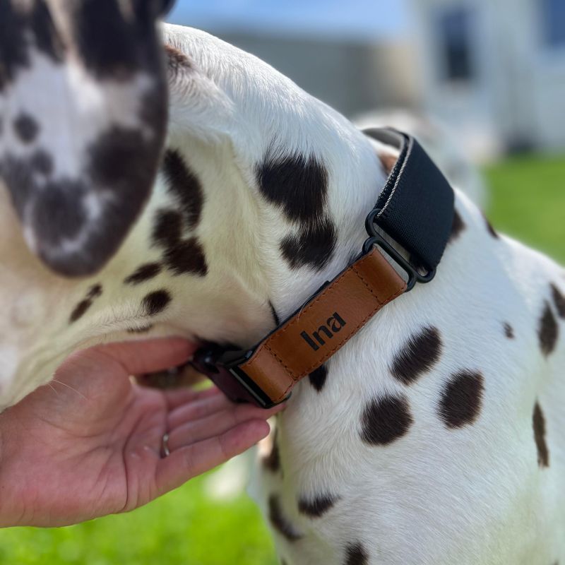 REDANT luxury black dog collar - Size: XL, Version: Obojok