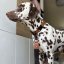 REDANT luxury black dog collar - Size: M, Version: Collar