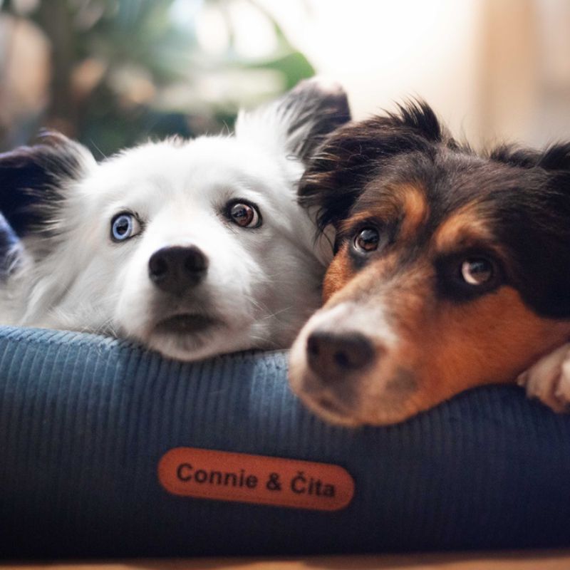 REDANT náhradná obliečka na ortopedický pelech ORTHOPEDIC CORD modrá