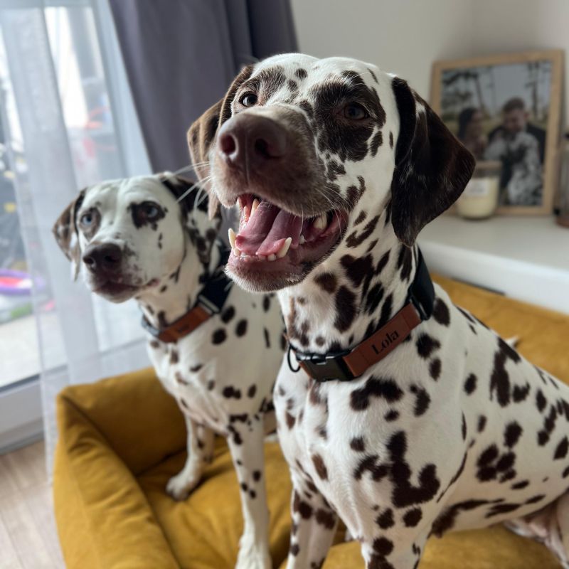 REDANT luxury black dog collar - Size: XL, Version: Obojok