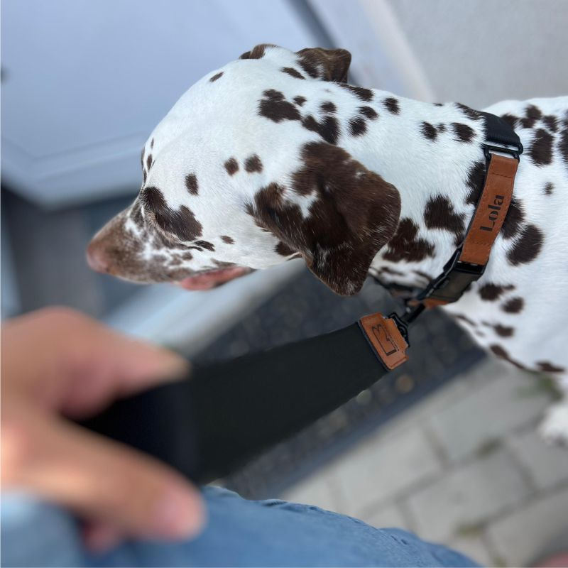 REDANT luxury black dog collar - Size: M, Version: Collar