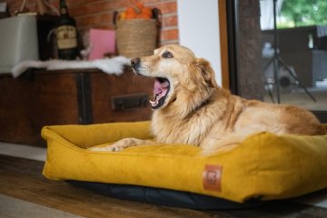 Prevention, relief and better sleep: why your dog needs an orthopedic bed?
