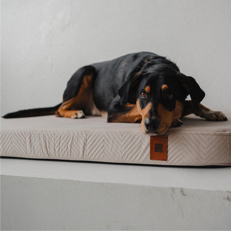 REDANT náhradní povlak na ortopedický pelíšek ORTHOPEDIC VELVET krémový - Velikost: L