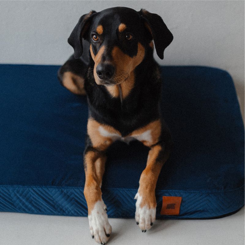 REDANT replacement cover for orthopedic bed ORTHOPEDIC VELVET blue - Size: L
