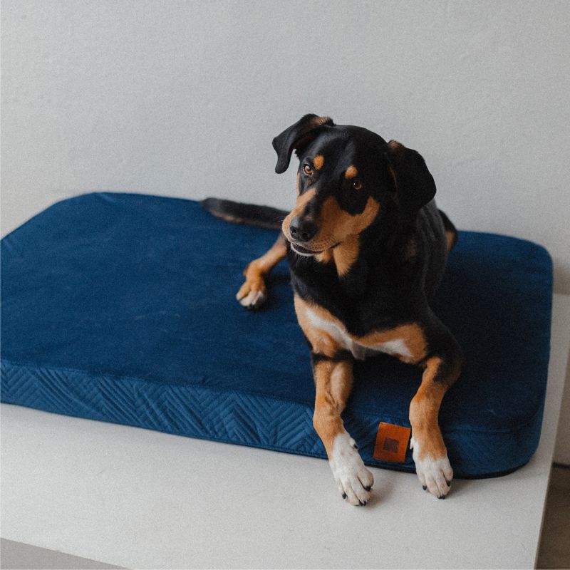 REDANT náhradní povlak na ortopedický pelíšek ORTHOPEDIC VELVET modrý