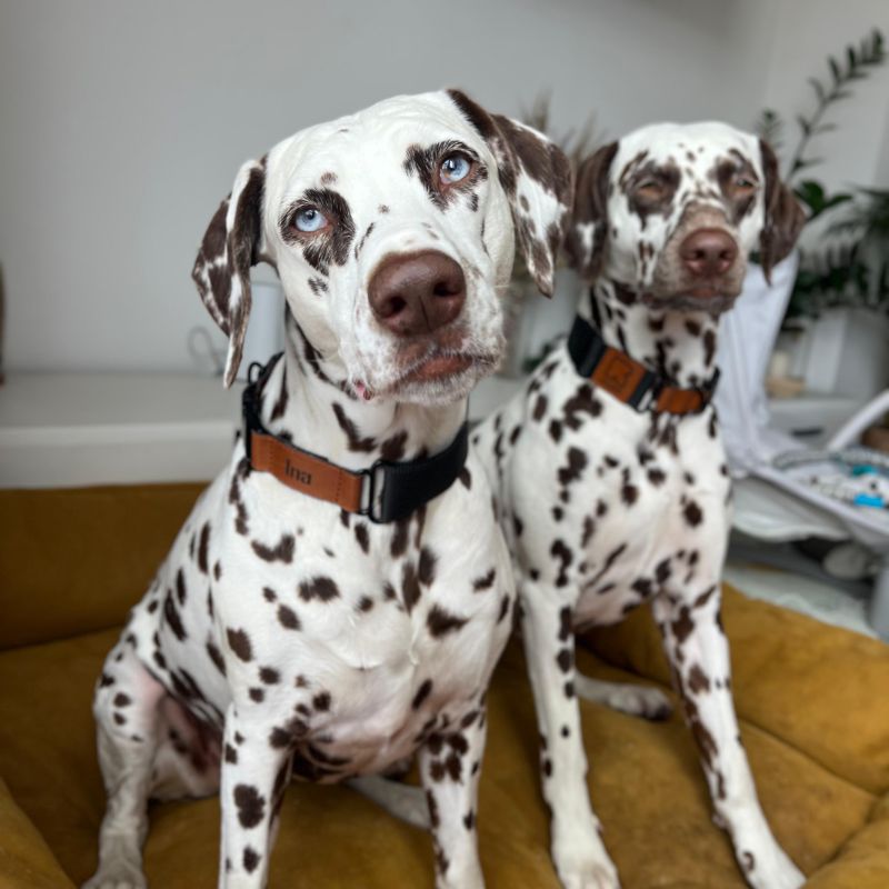 REDANT luxury black dog collar - Size: XL, Version: Obojok