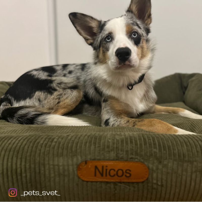 REDANT náhradní potah na pelech CORD béžový - Velikost: S