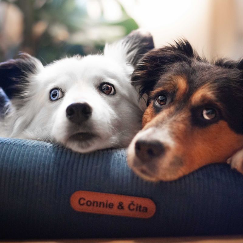 REDANT menčestrový dog bed CORD petrolejový - Size: M