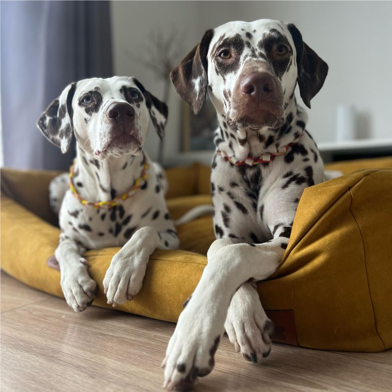 REDANT pelíšek pro psa s paměťovou pěnou DELUXE žlutý - Velikost: M