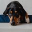 REDANT replacement cover for orthopedic bed ORTHOPEDIC VELVET blue - Size: L