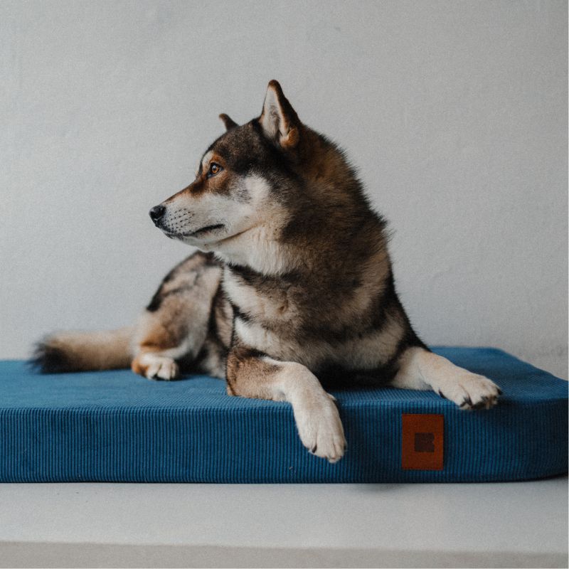 REDANT orthopedic dog bed with memory foam ORTHOPEDIC CORD blue - Size: S, Type of mattress: Bez pamäťovej peny