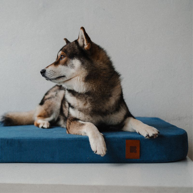 REDANT náhradná obliečka na ortopedický pelech ORTHOPEDIC CORD modrá