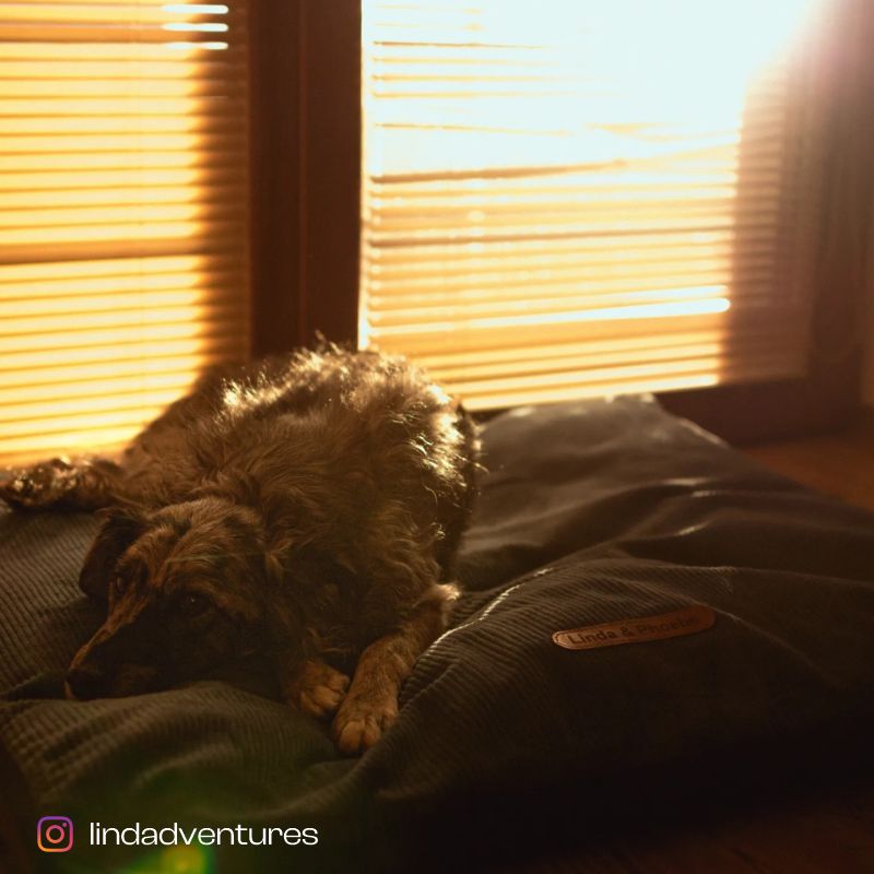 REDANT corduroy dog pillow CORD cognac - Size: XL