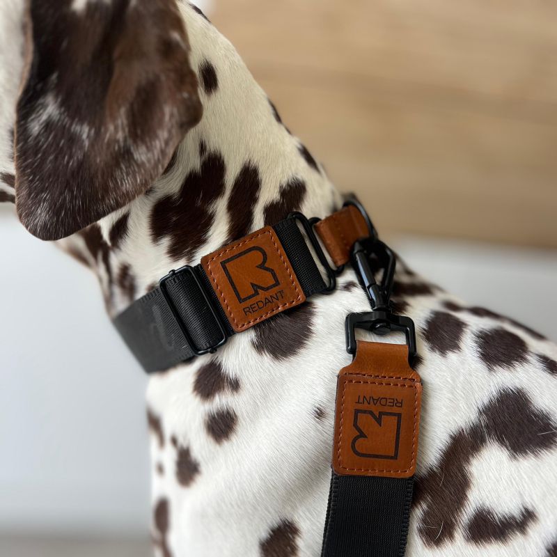 REDANT luxury black dog collar - Size: M, Version: Collar