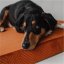 REDANT orthopedic dog bed with memory foam ORTHOPEDIC VELVET cinnamon