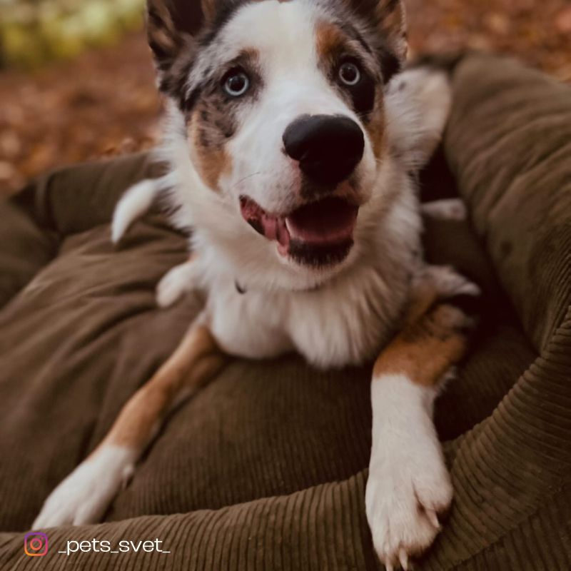 REDANT náhradná obliečka na pelech CORD zelená - Veľkosť: L