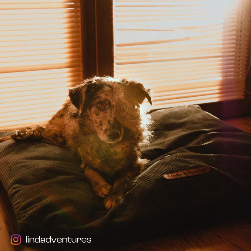 REDANT corduroy dog pillow CORD cognac - Size: XL