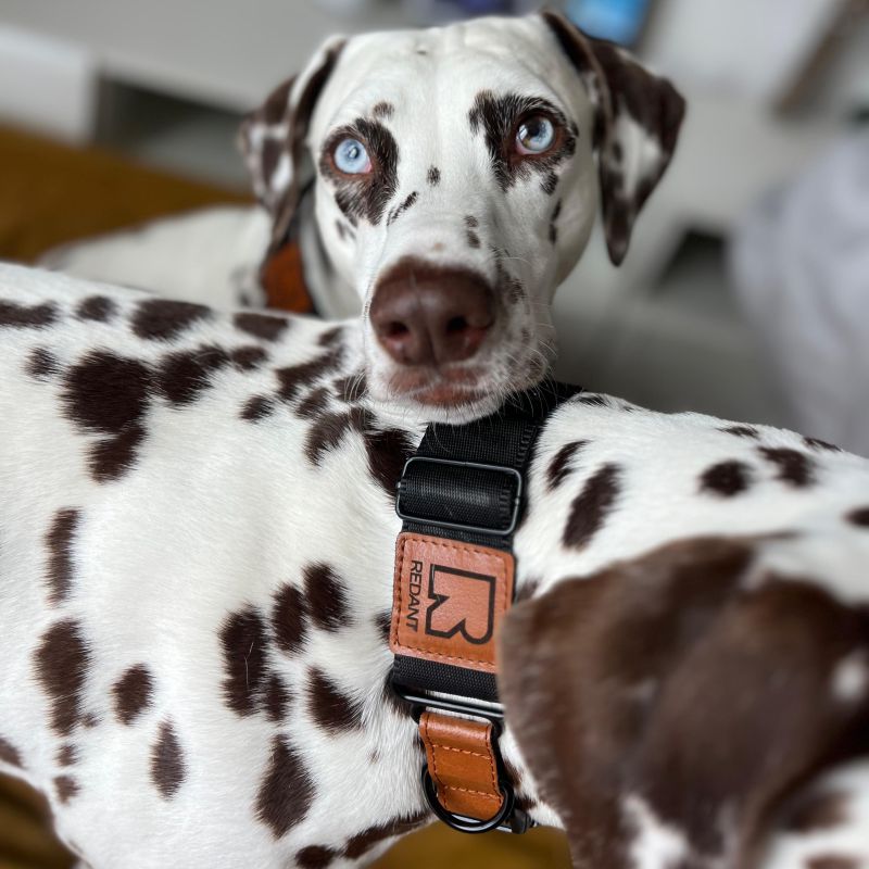 REDANT luxury black dog collar - Size: XL, Version: Obojok