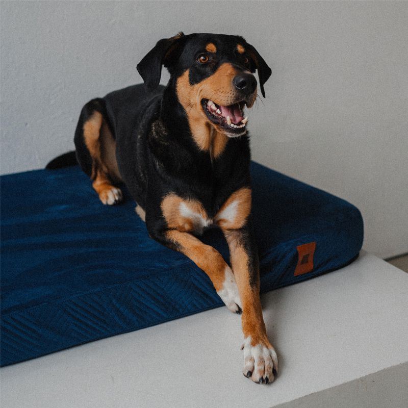 REDANT replacement cover for orthopedic bed ORTHOPEDIC VELVET blue - Size: L