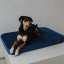 REDANT replacement cover for orthopedic bed ORTHOPEDIC VELVET blue - Size: L