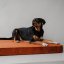 REDANT orthopedic dog bed with memory foam ORTHOPEDIC VELVET cinnamon