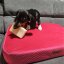 REDANT orthopedic dog bed with memory foam ORTHOPEDIC VELVET cyclamen - Size: S, Type of mattress: S pamäťovou penou