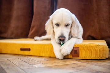 Decoding Materials: What Are REDANT Dog Beds Made Of?