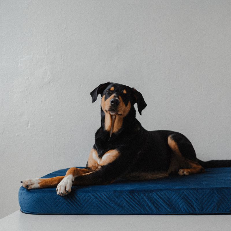 REDANT replacement cover for orthopedic bed ORTHOPEDIC VELVET blue - Size: L