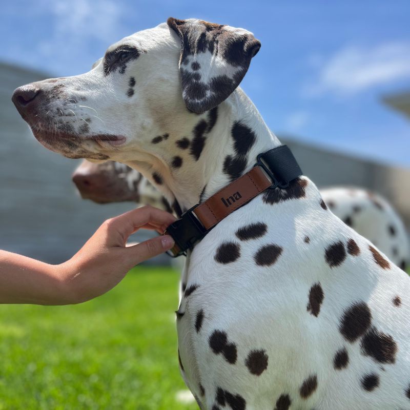 REDANT luxury black dog collar - Size: XL, Version: Obojok