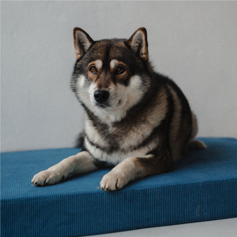 REDANT orthopedic dog bed with memory foam ORTHOPEDIC CORD blue - Size: S, Type of mattress: Bez pamäťovej peny
