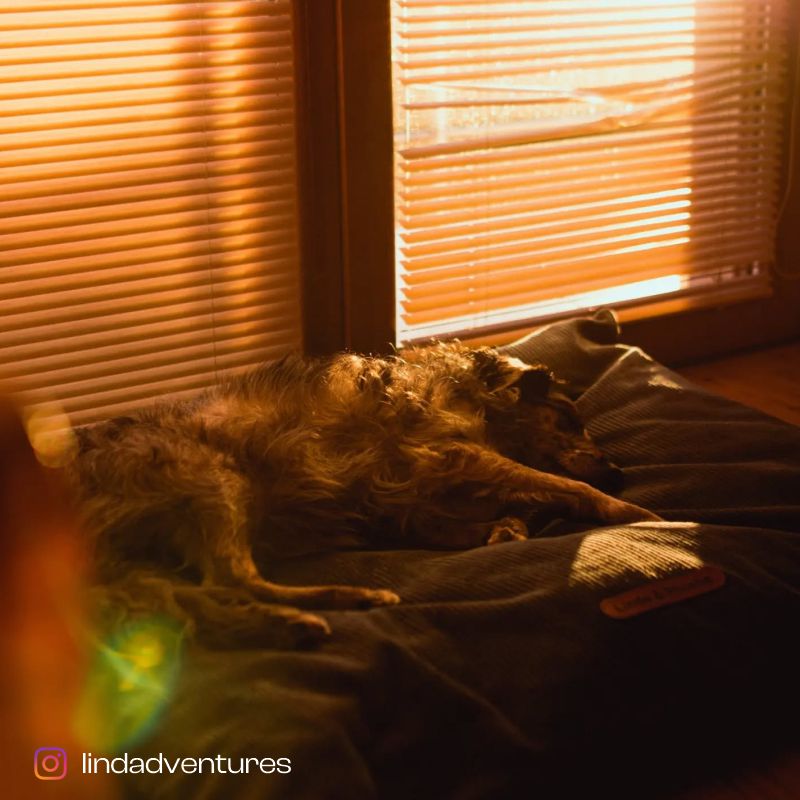 REDANT corduroy dog pillow CORD cognac - Size: XL