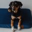 REDANT replacement cover for orthopedic bed ORTHOPEDIC VELVET blue - Size: L