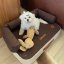 REDANT orthopedic dog bed with memory foam ORTHOPEDIC DELUXE chocolate-and-cream - Size: L