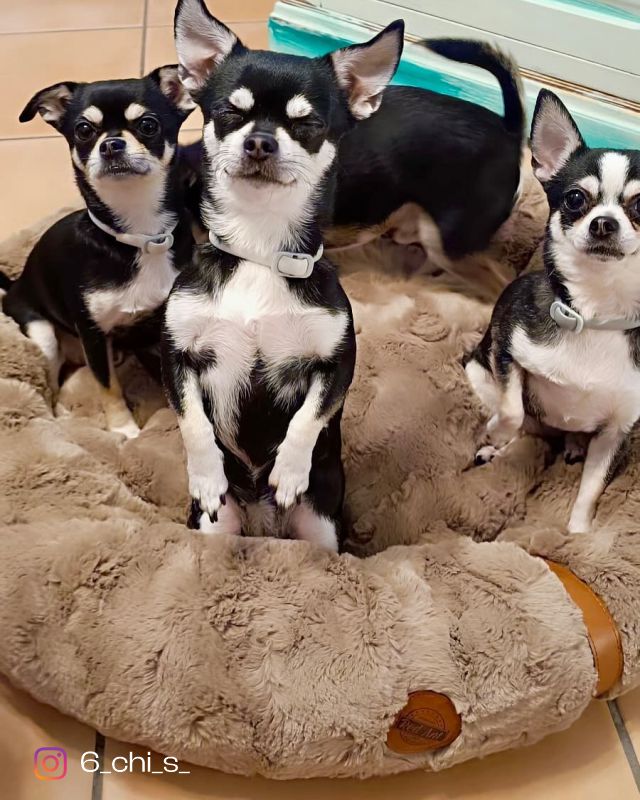 REDANT nook for dogs and cats ŇUŇU green - Size: S