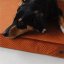 REDANT orthopedic dog bed with memory foam ORTHOPEDIC VELVET cinnamon