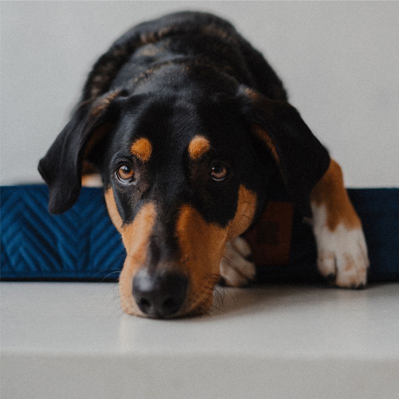 REDANT náhradní povlak na ortopedický pelíšek ORTHOPEDIC VELVET modrý