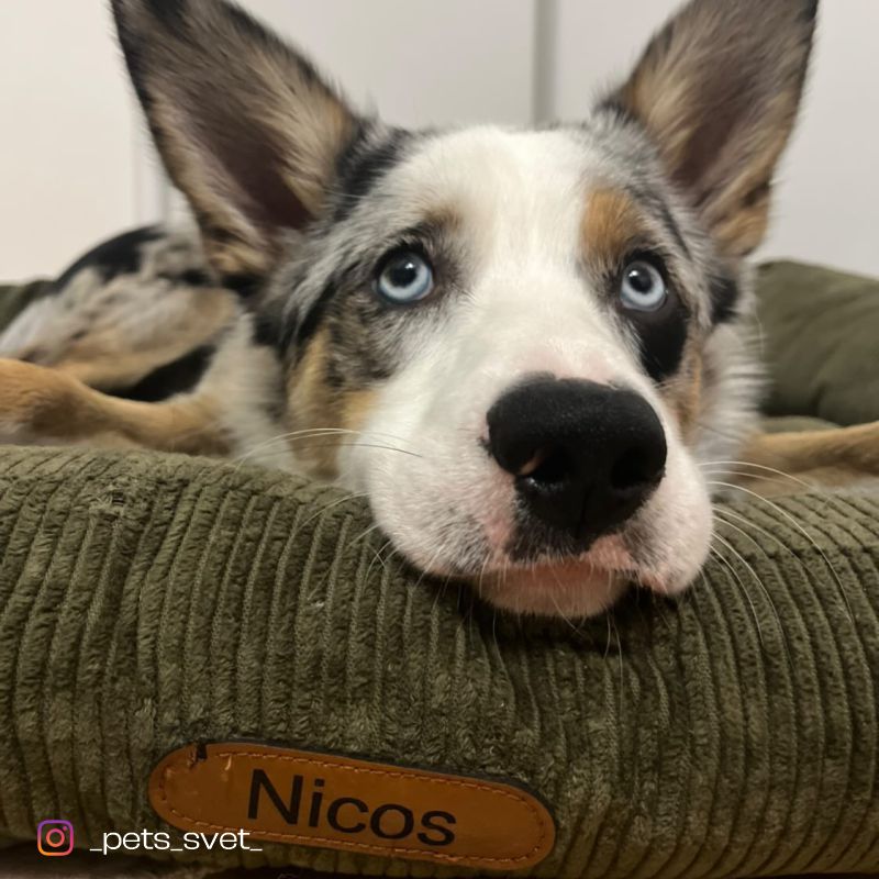 REDANT náhradná obliečka na pelech CORD zelená - Veľkosť: L