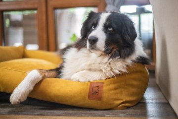 Memory foam: more than just a luxury. How does it work and why is it beneficial for dogs?
