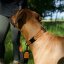 REDANT luxury black dog collar - Size: M, Version: Collar