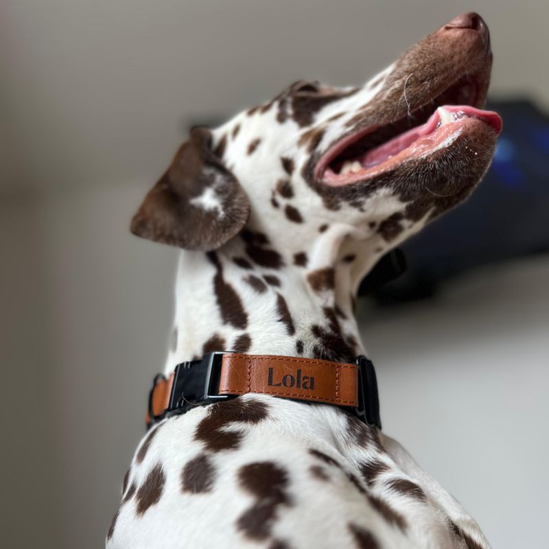 REDANT luxury black dog collar - Size: M, Version: Collar