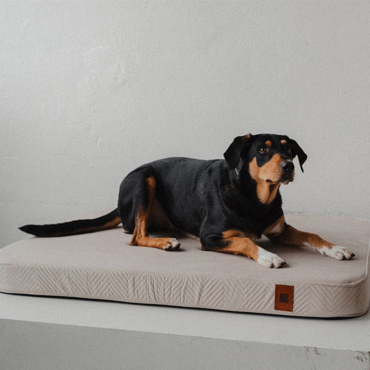 REDANT náhradní povlak na ortopedický pelíšek ORTHOPEDIC VELVET krémový - Velikost: L