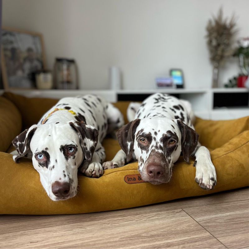 REDANT dog bed with memory foam DELUXE chocolate - Size: L
