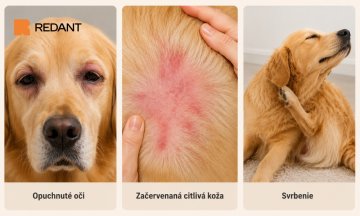 Alergie psů na roztoče a prach: co se děje, jak poznat příznaky a jak pomoci hypoalergenními pelíšky