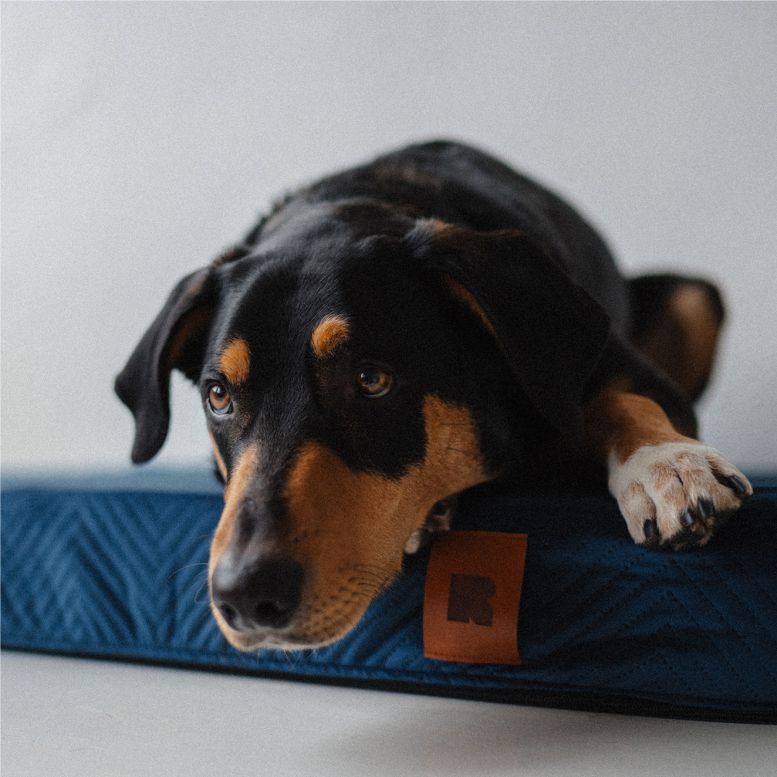 REDANT ortopedický pelíšek pro psa s paměťovou pěnou ORTHOPEDIC VELVET černý - Velikost: M, Druh matrace: S pamäťovou penou